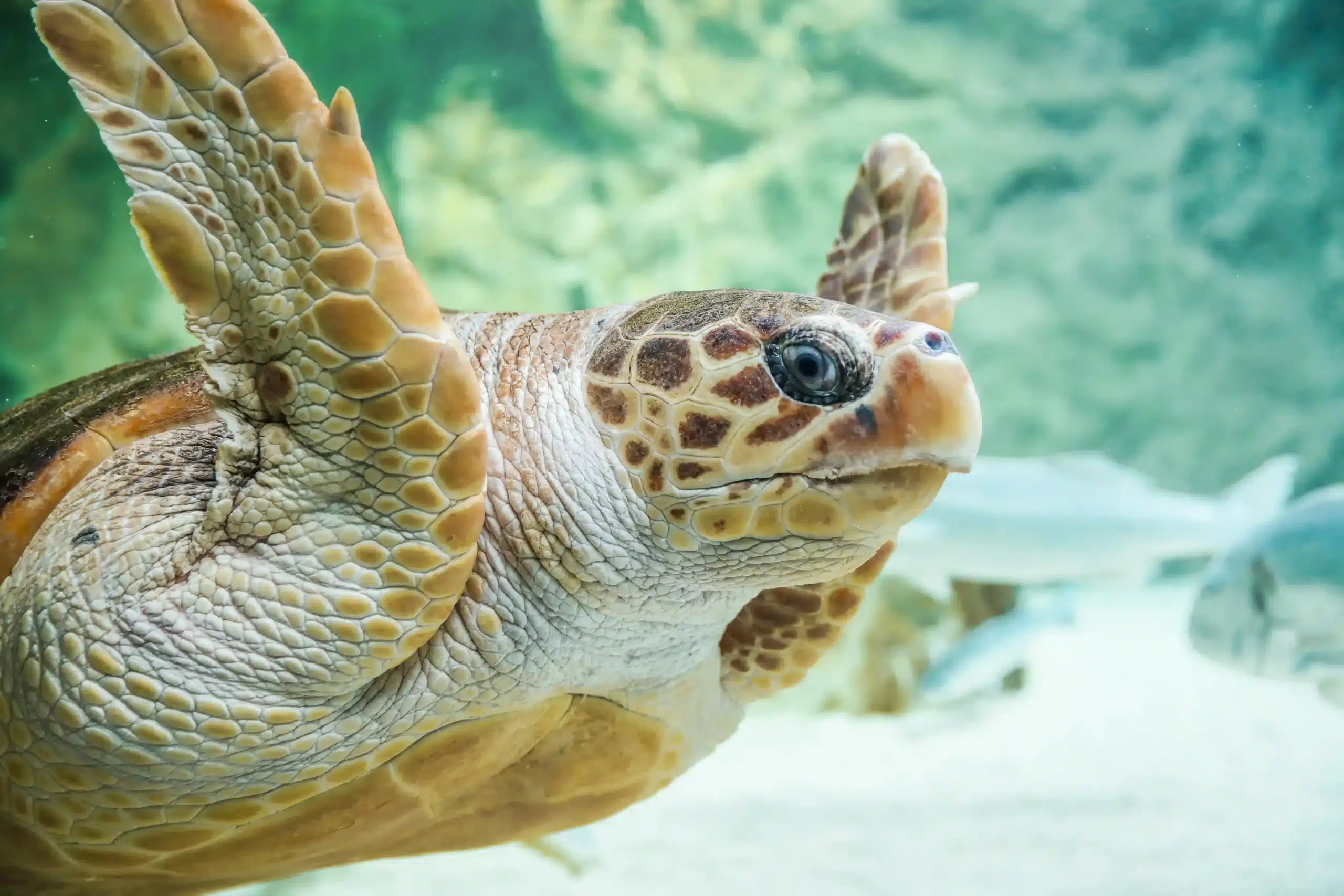 aquarium Biarritz