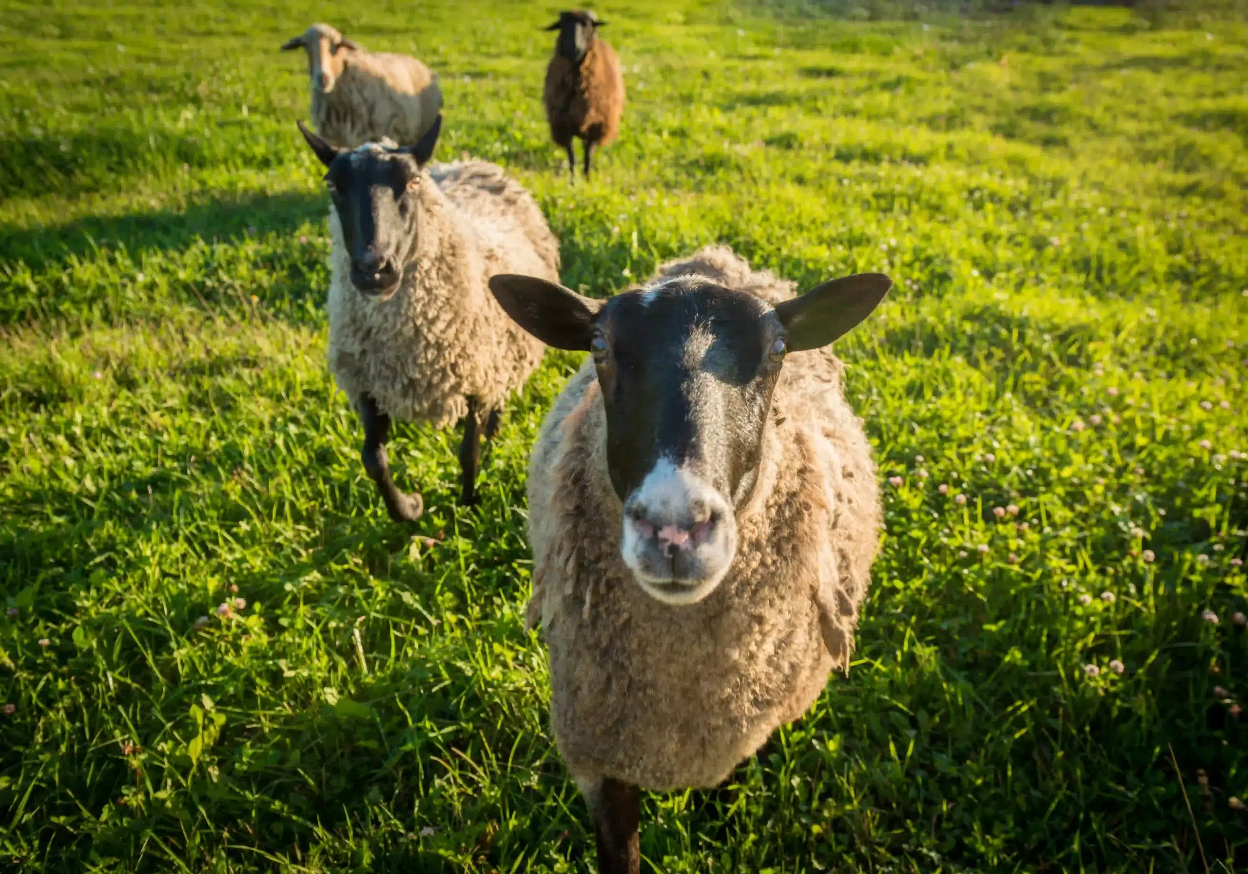 CGV camping ametza hendaye pays basque naturaleza animales