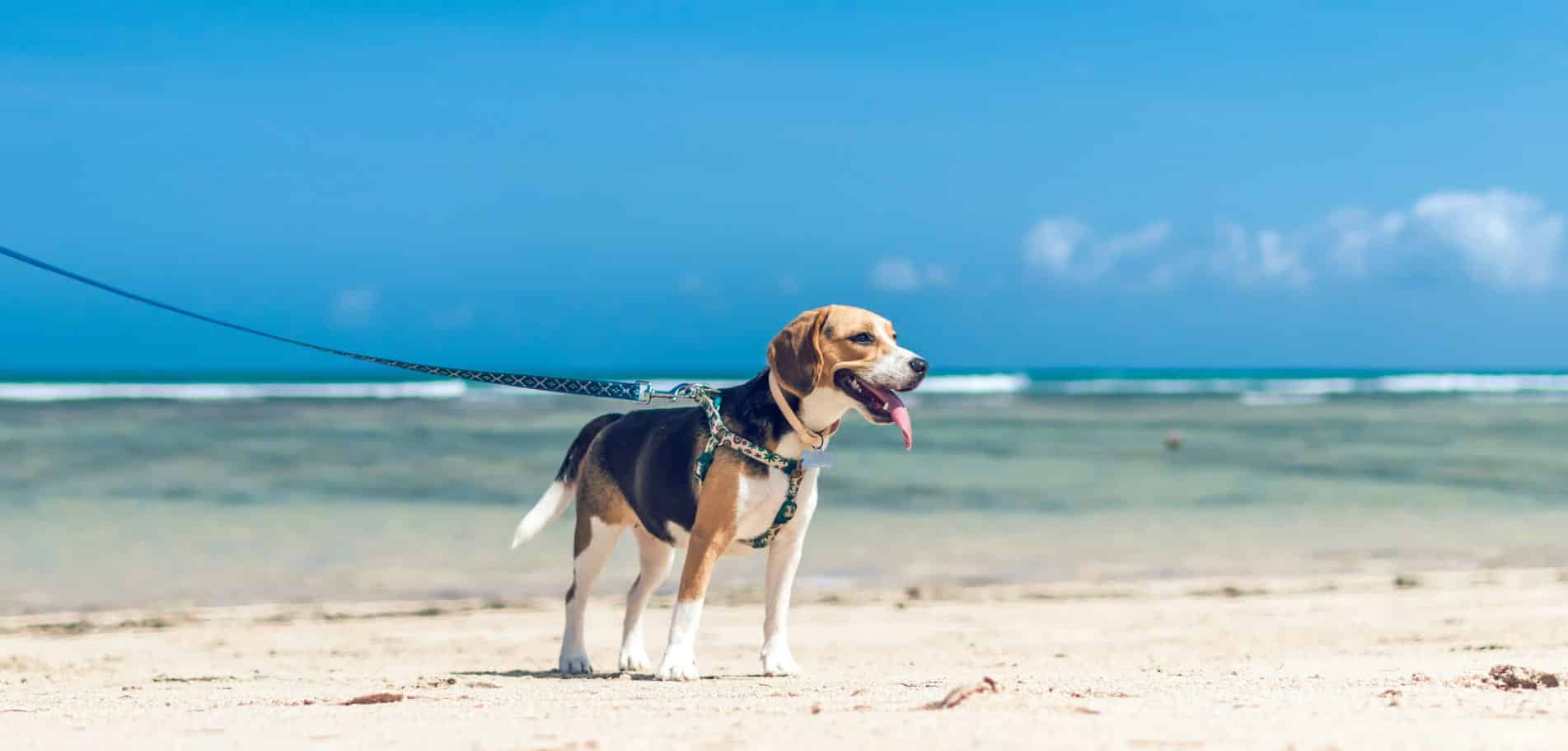 chien en camping